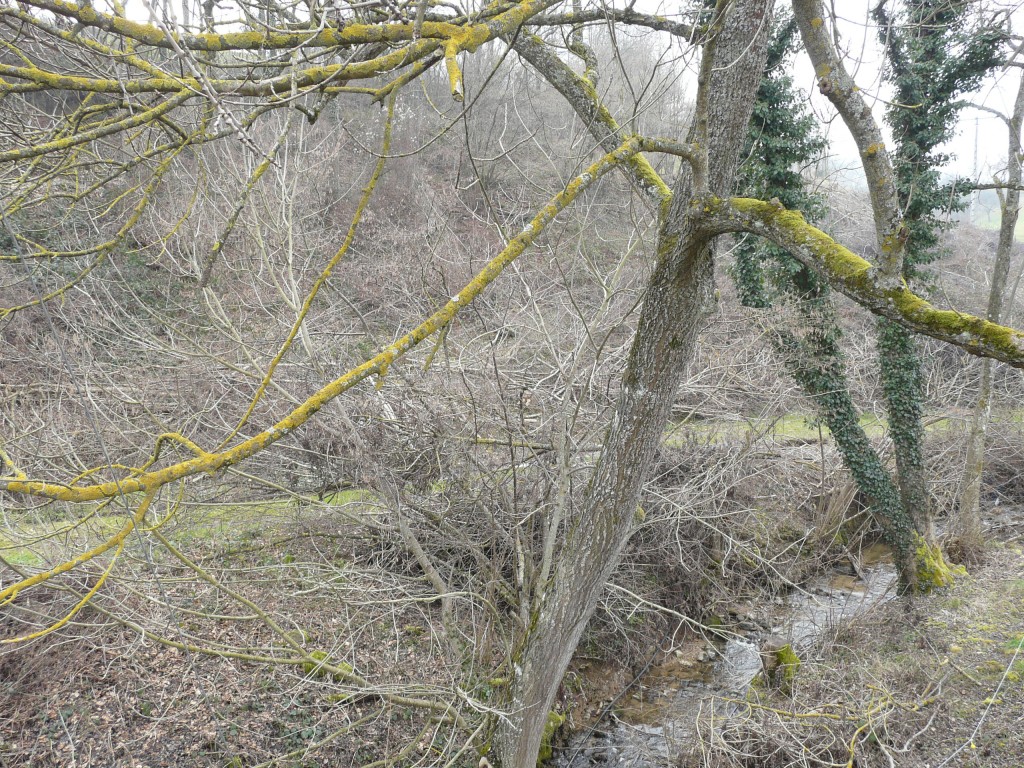 Rontalon, 01-02-09, 15-48.jpg